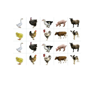 Домашние животные Домашние животные